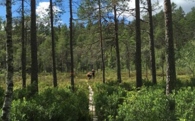 Trekkingtour im Naturreservat Glaskogen – Schweden im Sommer 2019