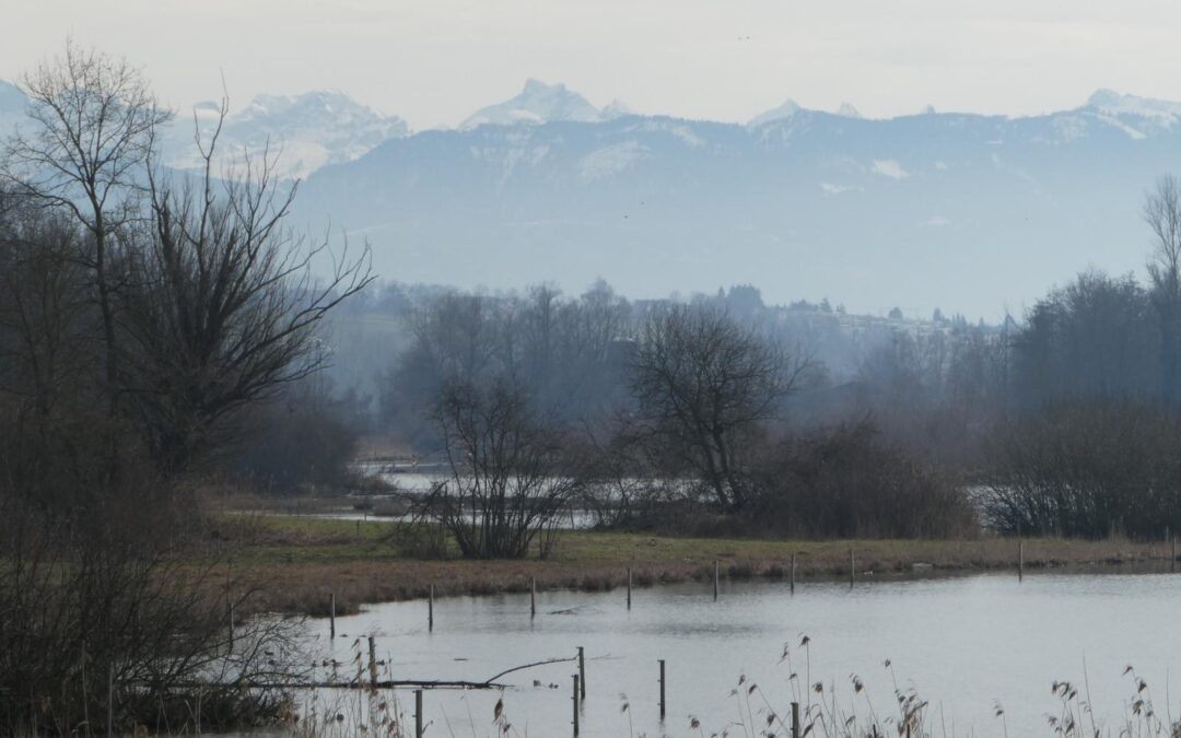 Eine Runde um den Flachsee (AG) – Naturschutzgebiet und Vogelparadies